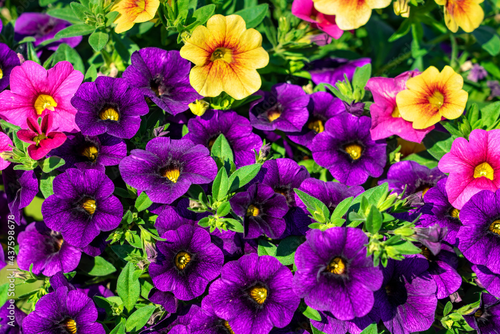 beautiful colorful blooming petunia background full screen beautiful colorful blooming petunia background full screen