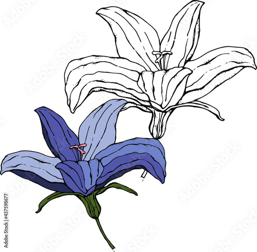 vector illustration  flower in blue  white flower contour on a white background