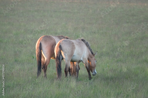 wild horses on a meadow
