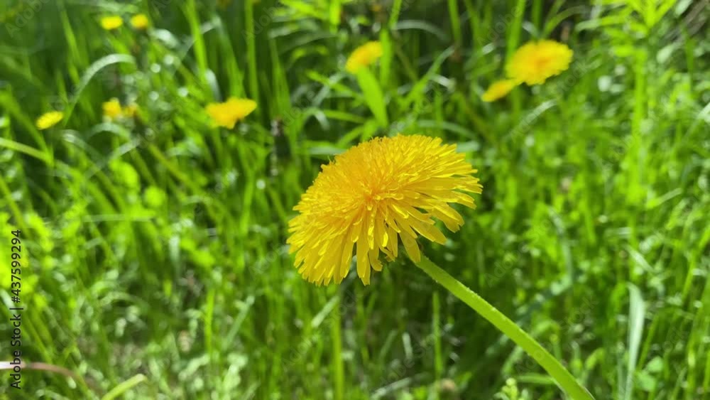 Yellow sunny dandelion in green grass close-up. Appeasement, summer background, space for text Yellow sunny dandelion in green grass close-up. Appeasement, summer background, space for text