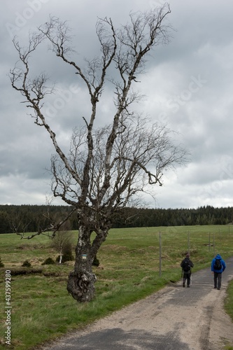 Fototapeta Naklejka Na Ścianę i Meble -  Samotna brzoza obok szlaku turystycznego