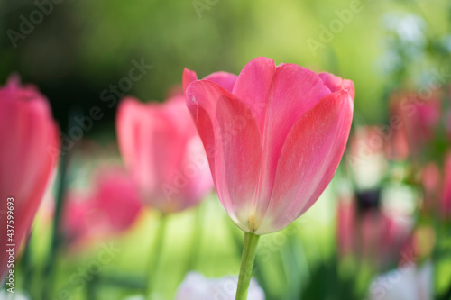 fleur tulipe rose très colorée sur fonds contrasté vert et blanc en pleine journée dans un parc en plan rapproché 