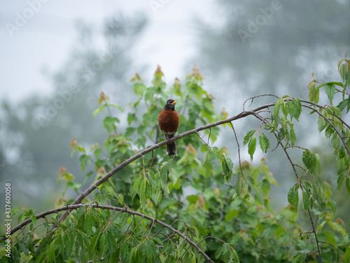 American Robbin photo