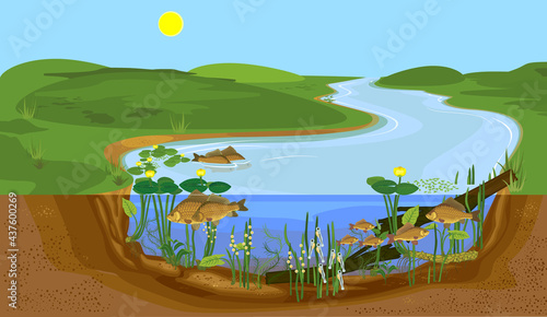 Ecosystem of pond and fish life cycle. Sequence of stages of development of Crucian carp (Carassius) freshwater fish from egg to adult animal in natural habitat