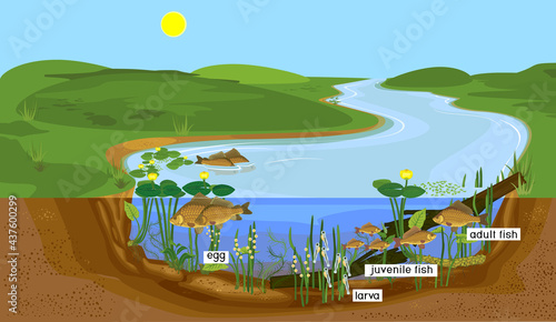 Ecosystem of pond and fish life cycle. Sequence of stages of development of Crucian carp (Carassius) freshwater fish from egg to adult animal in natural habitat