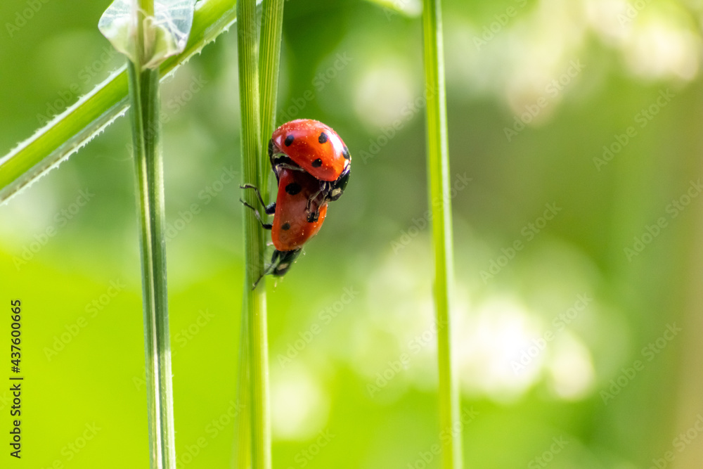 Pair of ladybugs having sex on a leaf as couple in close-up to create the next generation of plant louse killers as natural pest control in agriculture with a bouquet background and copy space Pair of ladybugs having sex on a leaf as couple in close-up to create the next generation of plant louse killers as natural pest control in agriculture with a bouquet background and copy space