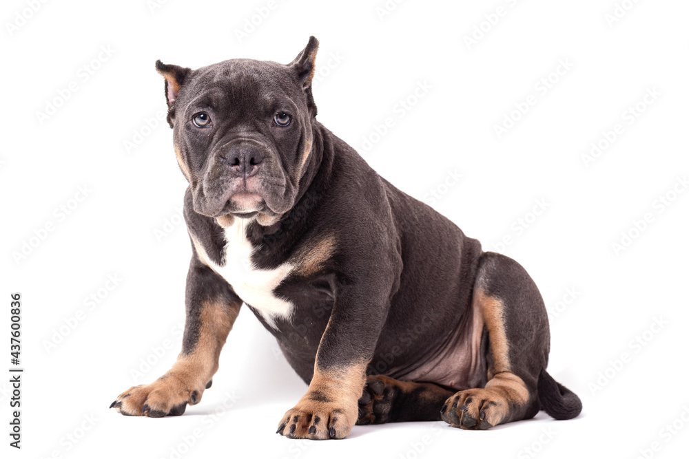 A puppy of the American Bully breed of the tricolor color. A newly created companion dog breed in the United States. Isolated on a white background, close-up, selective focus