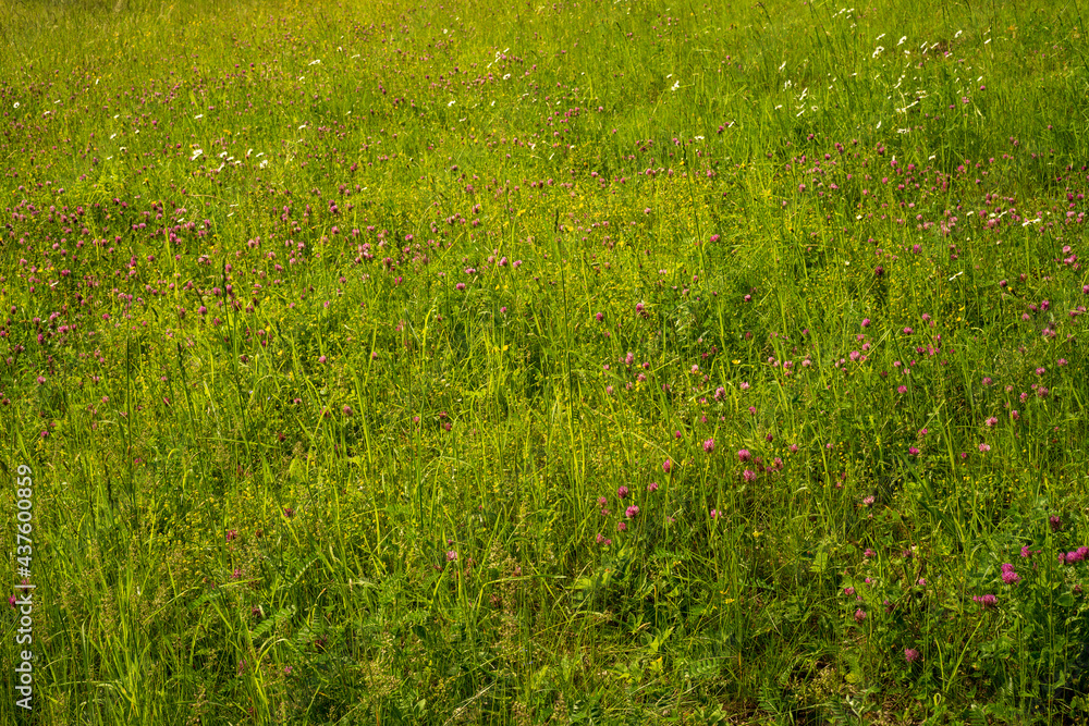 Fototapeta premium Blumenwiese