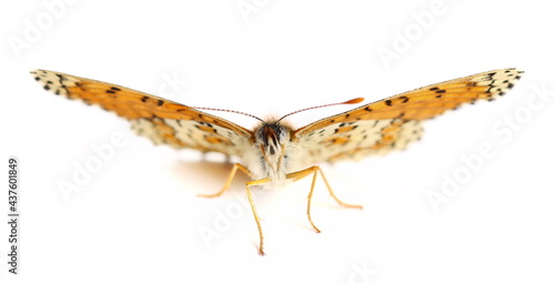 Melitaea phoebe, Knapweed fritillary  isolated on white background, side view photo