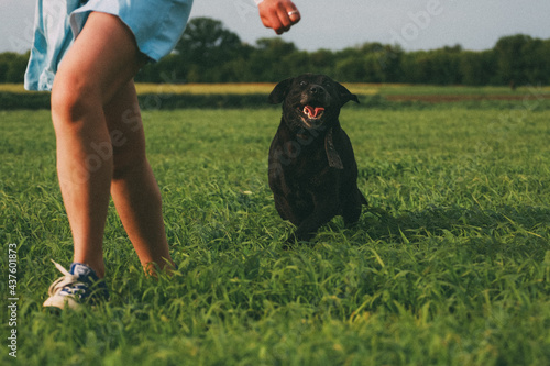 dog running in the grass