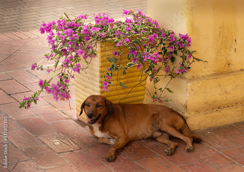 Perro criollo descansando en la sombra, Santa Cruz de Mompox, Colombia. photo