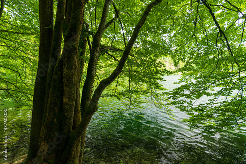 markanter Baum am Hechtsee bei Kufstein in Tirol   sterreich