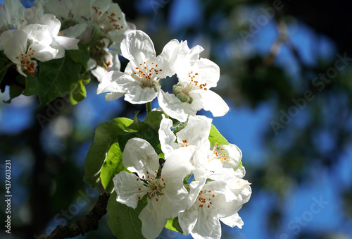 White flowers of an apple tree on a background of blue sky. Spring, apple blossom.