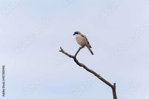 lesser grey shrike sitting on dry branch