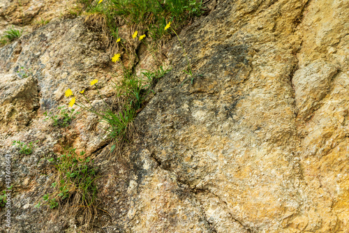 Blumen mit Felsen am Hechtsee bei Kufstein in Tirol Österreich