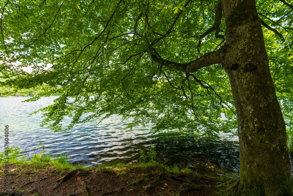 markanter Baum am Hechtsee bei Kufstein in Tirol Österreich