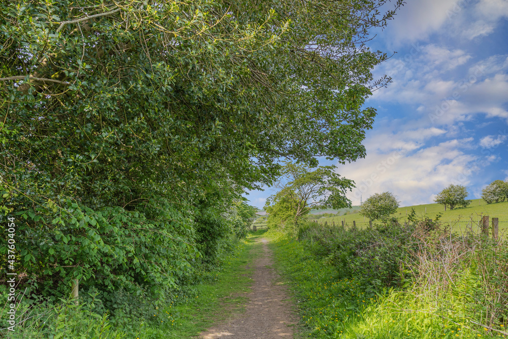 Fairy Footpaths at Fullerton Park Near Troon in Scotland. Fairy Footpaths at Fullerton Park Near Troon in Scotland.