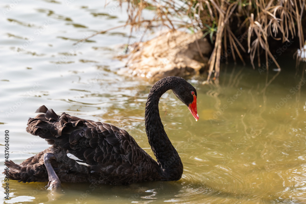 Obraz premium Black swan ( Cygnus atratus ) in early spring morning on the lake in Ramat Gan park. Israel.