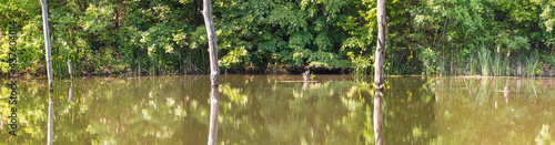 Panorama of dried and submerged trees in the lake