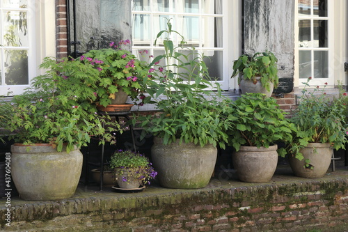 Amsterdam Jordaan Pavement View with Flowers and Plants in Pots