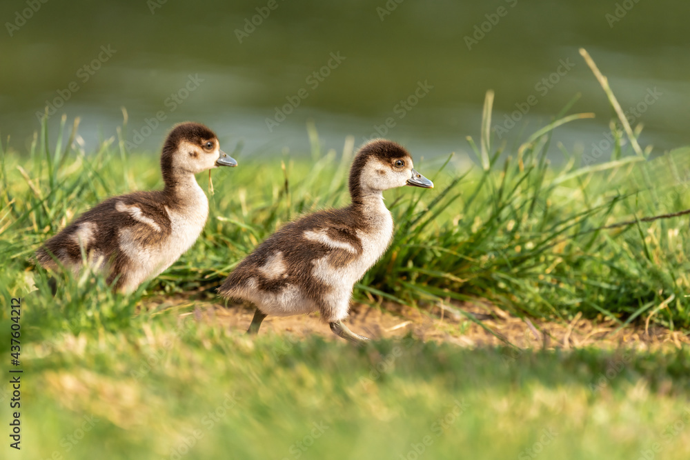 Obraz premium Baby Egyptian goose ( Alopochen aegyptiaca ) in early spring morning in Ramat Gan park. Israel.