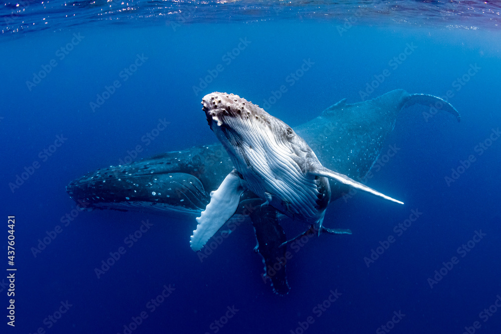 Humpback Whale - obrazy, fototapety, plakaty 