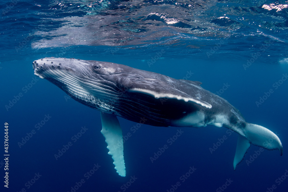 Humpback Whale - obrazy, fototapety, plakaty 