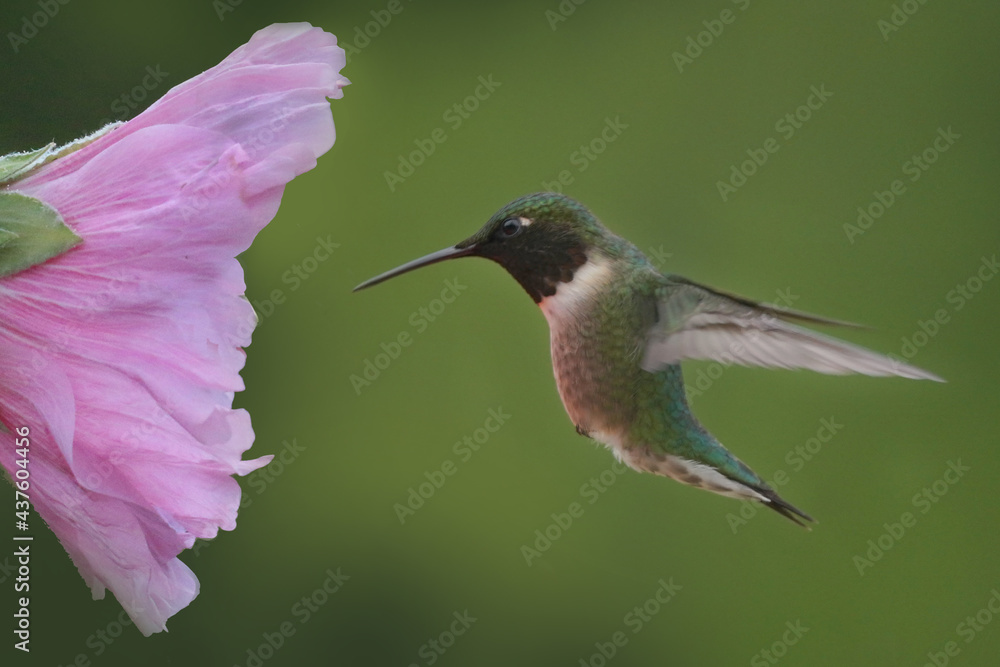 Naklejka premium Hummingbird approaching pink flower on sunny early summer day
