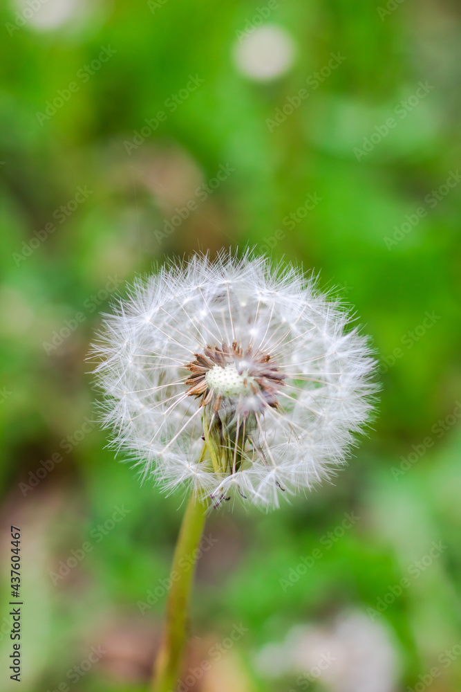 Akène (boule de graines) du pissenlit. Akène (boule de graines) du pissenlit.