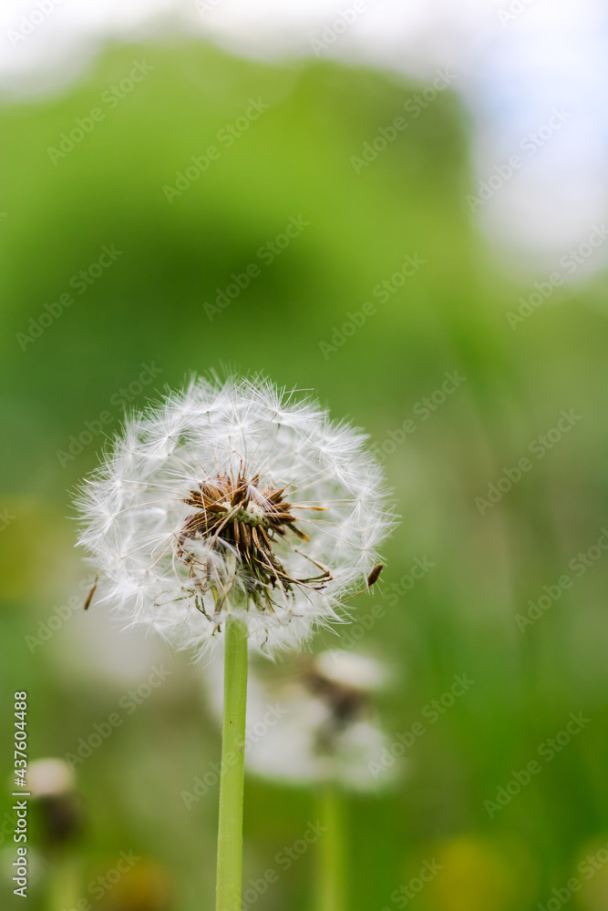 Fototapeta premium Akène (boule de graines) du pissenlit.