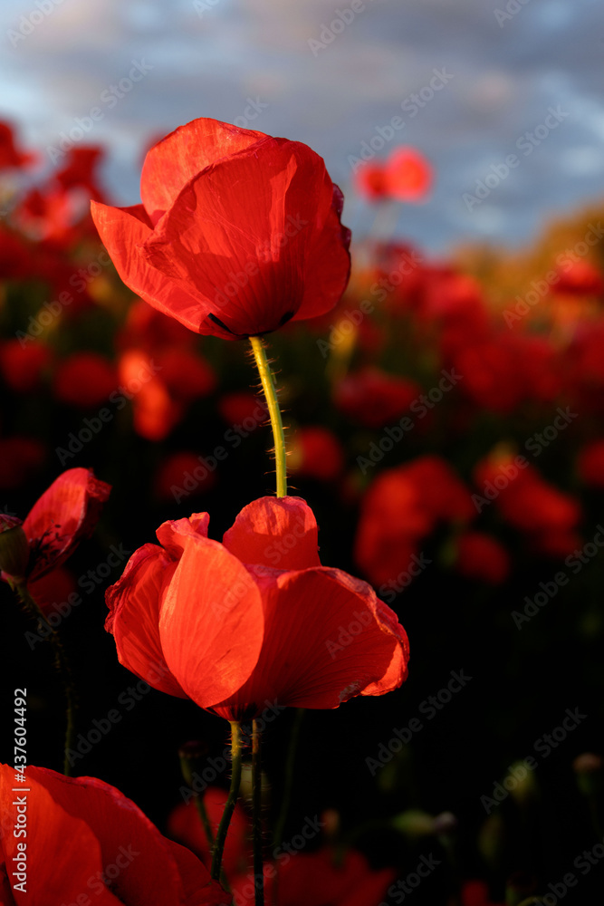 Fototapeta premium Amapola en primavera, campo de flores rojas, amapolas y ciehlo