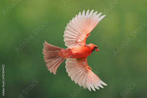 Fotografia Northern Cardinal male in flight against summery forest background