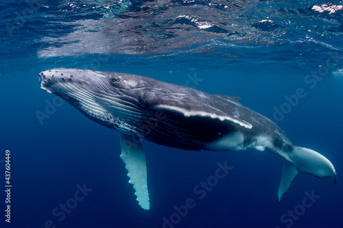 Fototapeta Humpback Whale