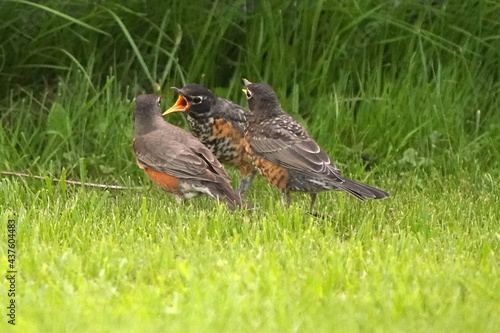Robin with young robins looking for food, perching in trees and flying off together in summer day