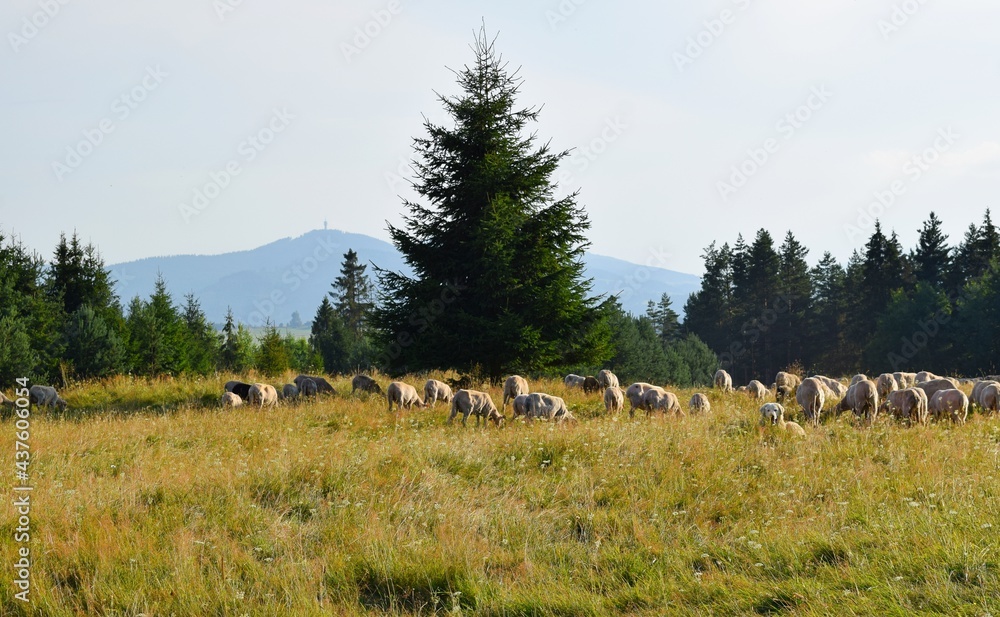 Sheep in the pasture. Holidays in the mountains. Orava reservoir (Oravska Priehrada)