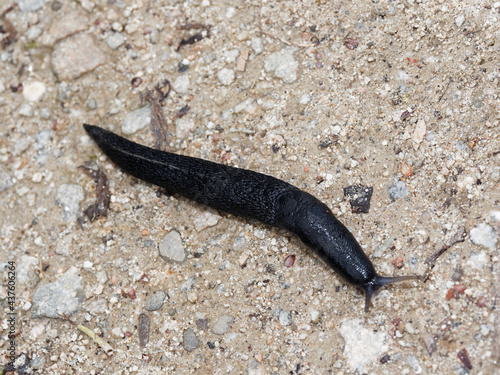 Arion ater | Loche noire ou limace géante mollusque au corps de couleur brun noir foncé, mollusque commun en zone humide de Forêt-Noire Allemagne