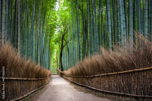 Arashiyama bamboo forest in Kyoto, Japan photo