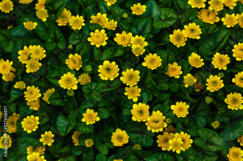 Yellow celandine (Ficaria verna), blooms in spring. Beauty of nature. Spring, youth, growth concept.