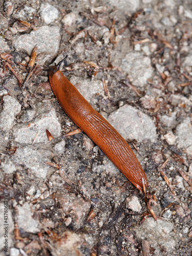 (Arion rufus) Grande Loche ou grande limace rouge orangé, mollusque commun en bordure de sentier humide de Forêt-Noire Allemagne photo