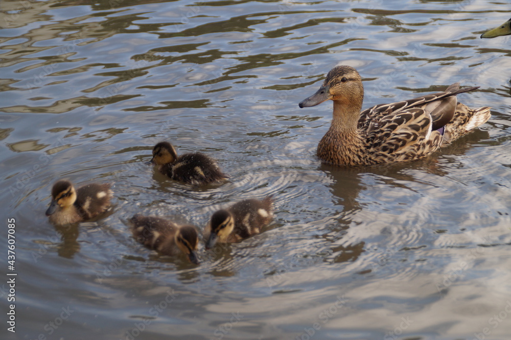 duck and ducklings duck and ducklings