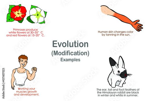 Modification decent examples, evolution. With explanations, set. Primrose, skin change arm tan, body building, himalayan rabbit.  Genetic inheritance. Darwin theory Biology lesson, illustration vector