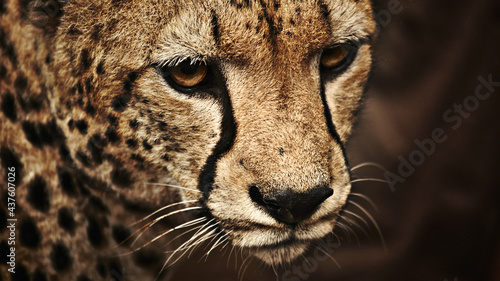 Fotografering portrait of a cheetah