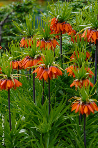 Crown Imperial (Fritillaria imperialis) in garden. Orange flowers Fritillaria Imperial in spring season.