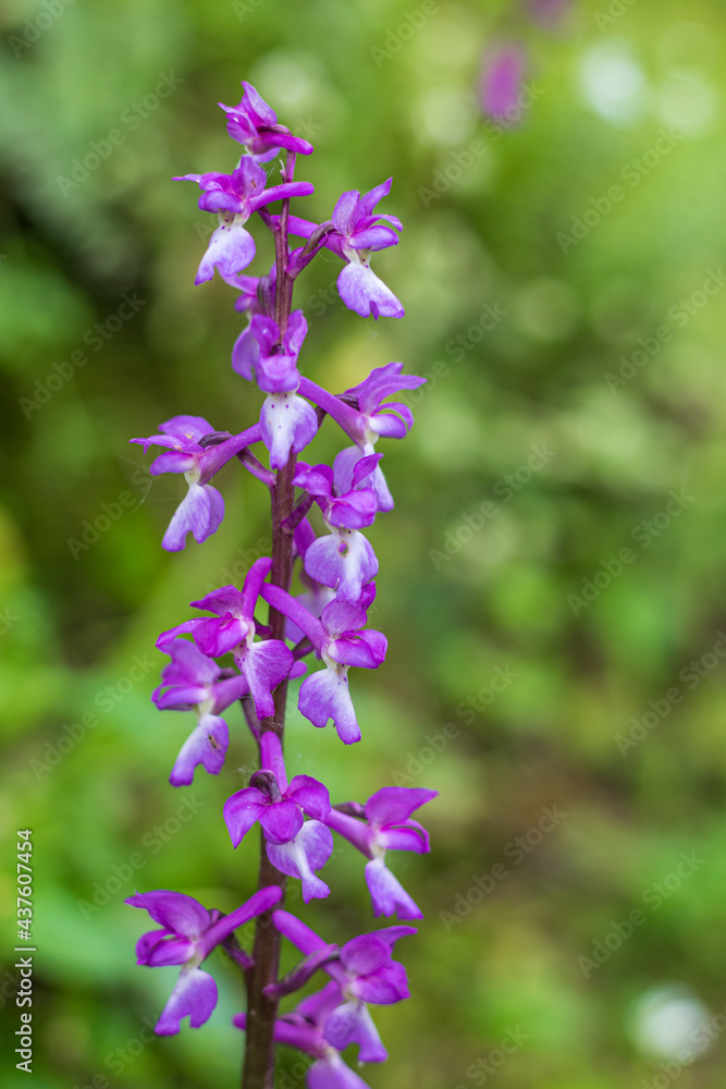 Orchidée sauvage en Normandie (Androrchis mascula)