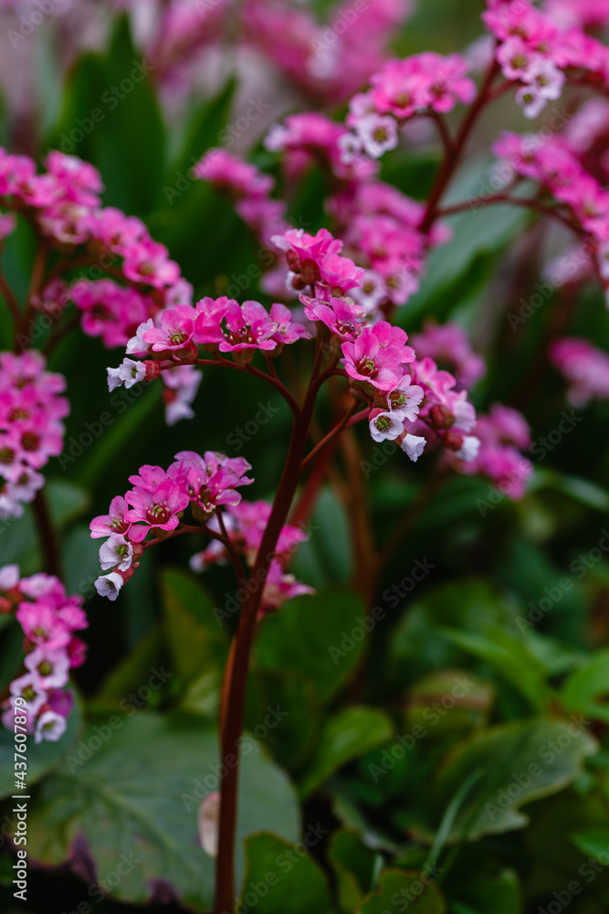 Flowers of bergenia. crassifolia in spring garden. Bergenia crassifolia blooms in the spring park. Flowers of bergenia. crassifolia in spring garden. Bergenia crassifolia blooms in the spring park.