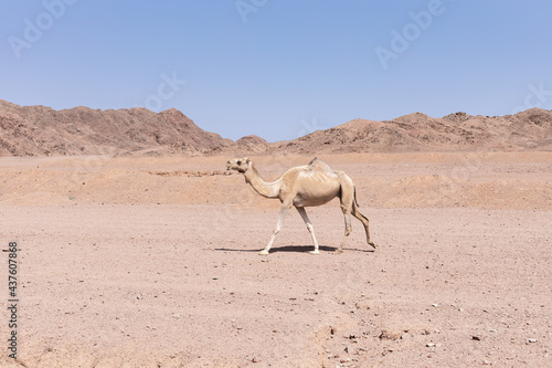 Wild camel on the desert in south Sinai  Egypt.