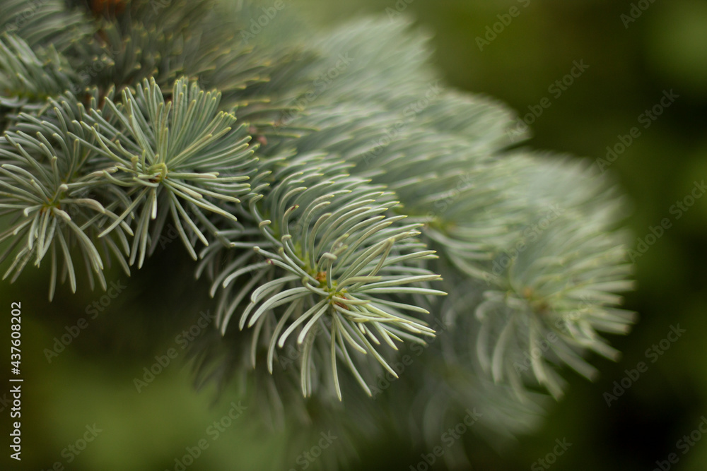 Christmas tree branch Christmas tree branch