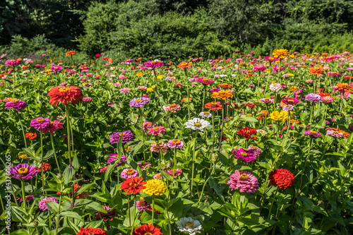 Billede på lærred Colorful zinnias in a field