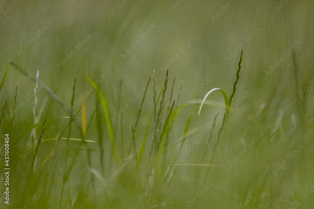 Shallow depth of field in long grass.