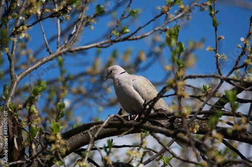 dove on the tree